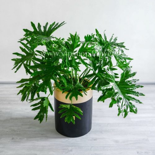 برگ انجیری فر زیباست.