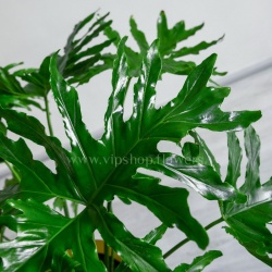 طرح برگ انجیری فر خاص است.