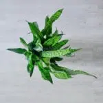 گلدان آپارتمانی سانسوریا سبز بلند - Image 4