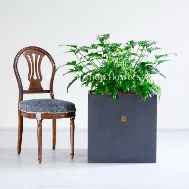 گیاه آپارتمانی فیلودندرون زانادوا در مقابل با صندلی