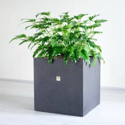 گیاه آپارتمانی فیلودندرون زانادوا از زاویه بغل