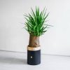 یوکا تنه دار درختی ببرای فضای بزرگ مناسب است.