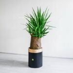 یوکا تنه دار درختی ببرای فضای بزرگ مناسب است.