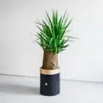 یوکا تنه دار درختی ببرای فضای بزرگ مناسب است.