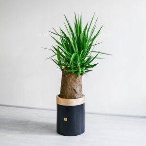 یوکا تنه دار درختی ببرای فضای بزرگ مناسب است.