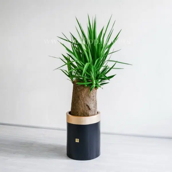 یوکا تنه دار درختی ببرای فضای بزرگ مناسب است.