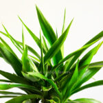 یوکا گیاهی خاص است.