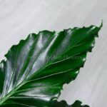 گلدان آپارتمانی آنتوریوم موج عشق - Image 2