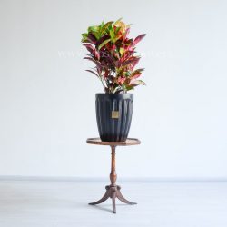 ابعاد کروتون پرتقالی بزرگ مناسب است.