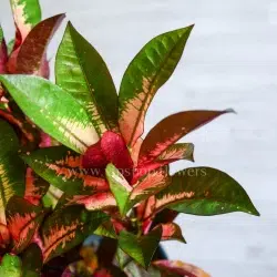 برگ کروتون پرتقالی بزرگ دارای رنگ خاص است.