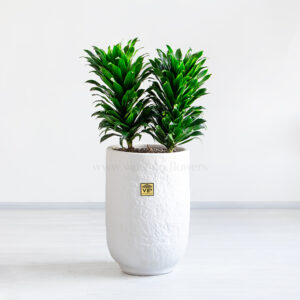 دراسنا کامپکت بزرگ 2 شاخه زیبا است.