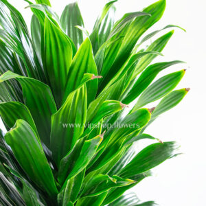 برگ های دراسنا کامپکت دو شاخه بزرگ، خوش حالت است.