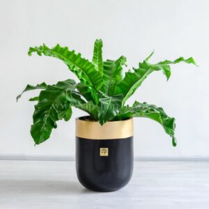 گیاه سرخس لانه پرنده با گلدان شیک