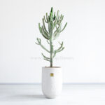 بونسای کونیکا بسیار زیبا است.