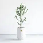 بونسای کونیکا بسیار زیبا است.