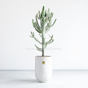 بونسای کونیکا بسیار زیبا است.