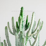 بونسای کونیکا بسیار محلل است.