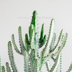 بونسای کونیکا بسیار محلل است.
