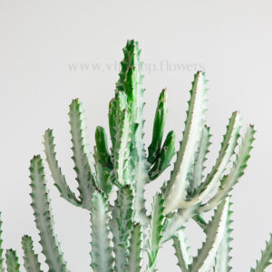 بونسای کونیکا بسیار محلل است.