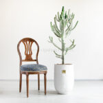 بونسای کونیکا از گیاهان زیبا است.