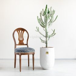بونسای کونیکا از گیاهان زیبا است.