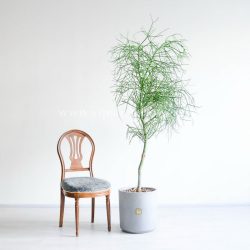 افوربیا تیروکالی بزرگ