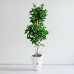 درختچه بنجامین سبز بزرگ، با شکوه است.