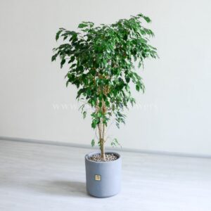 درختچه بنجامین سبز از هر نمایی زیبا است.