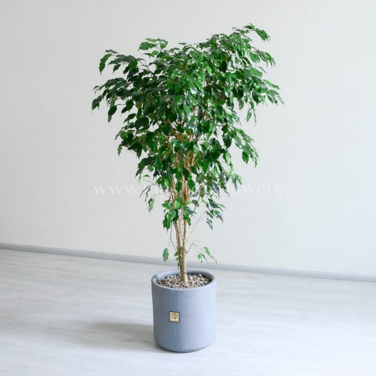 درختچه بنجامین سبز از هر نمایی زیبا است.