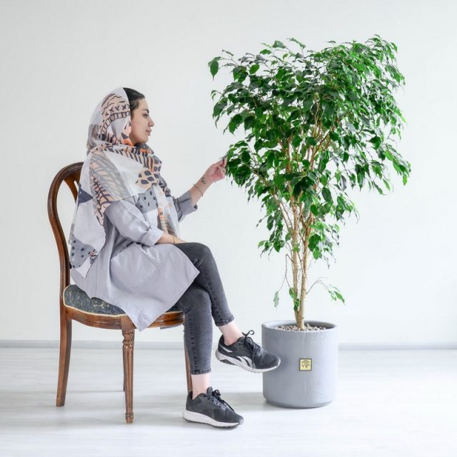 درختچه آپارتمانی بنجامین سبز - 8