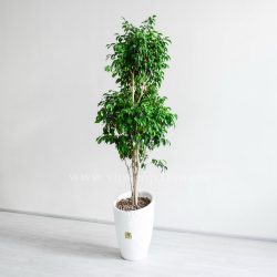 درختچه بنجامین سبز بزرگ، بسیار زیبا است.