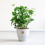 خرید گیاه شفلرا سبز با گلدان زیبا بهترین انتخاب است.