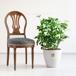 گیاه شفلرا یکی از جذاب ترین گیاهان است.