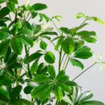 برگ های جذاب گیاه شفلرا سبز بسیار خیره کننده است.