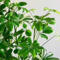 برگ های جذاب گیاه شفلرا سبز بسیار خیره کننده است.