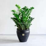 گلدان آپارتمانی زاموفیلیا بزرگ با گلدان خاص