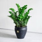 گلدان آپارتمانی زاموفیلیا بزرگ با برگ های زیبا