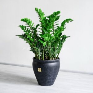 گلدان آپارتمانی زاموفیلیا بزرگ با برگ های زیبا