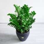 گلدان آپارتمانی زاموفیلیا بزرگ از زاویه بالا