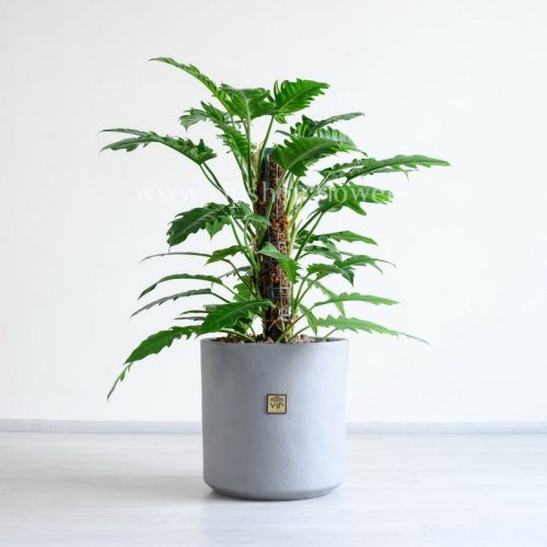 گیاه فیلودندرون کنگره ای با گلدان لوکس مناسب برای دیزاین منزل شما