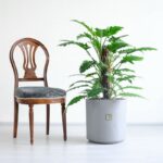 گلدان بزرگ فیلودندرون کنگره ای می تواند انتخاب خوبی برای خانه های بزرگ باشد