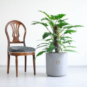 گلدان بزرگ فیلودندرون کنگره ای می تواند انتخاب خوبی برای خانه های بزرگ باشد