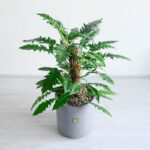 فیلودندرون کنگره ای از آن دسته گیاهان پرطرفدار است