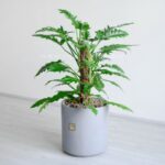 فیلودندرون کنگره ای، برگ خاص دارد.