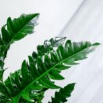 برگ های چشم نواز و سبز فیلودندرون کنگره ای