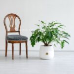 گلدان آپارتمانی فیلودندرون زانادو - Image 2