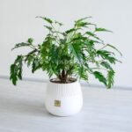 گلدان آپارتمانی فیلودندرون زانادو - Image 3