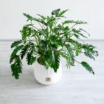 فیلودندرون زانادو زیبا و متفاوت است.