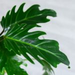 برگ های سبز رنگ و مقاوم فیلودندرون زانادو