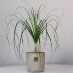 گلدان آپارتمانی بونسای لیندا